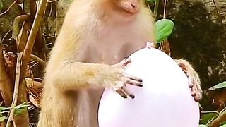 OMG What monkey doing on baby look funny #monkey