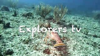 Marine Life VLog - Caribbean Spiny Lobster - MATING