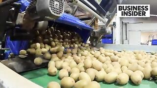 How A $1 Billion Gold Kiwi Breed Saved New Zealand's Industry  Big Business  Business Insider