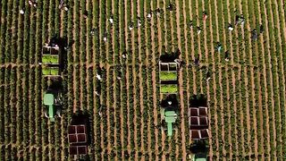 US Farmers Are Harvesting And Processing Millions Of Tons Of Agricultural Products This Way