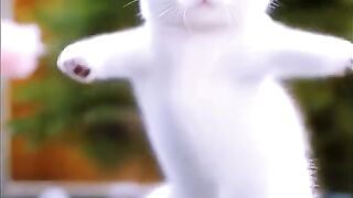 cute cat videos //cat dance motorcycle //cat dance Moto