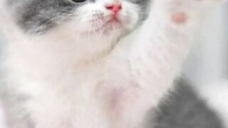 cute cat video //new trending status //cute cat status