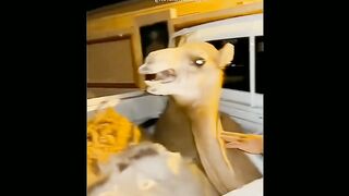 ie to Laugh with these funny animal moment _ Funny Animal Moments 2024