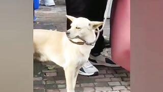 funny animal videos 2024__Funniest Animals????????