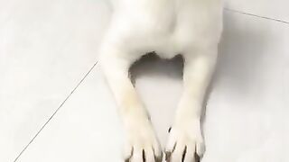 Funny Animals __Reactions