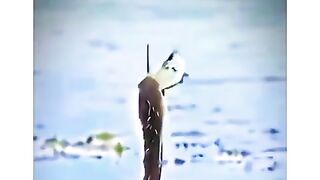 زندگی_اور_موت_اللہ_کے_ہاتھ_میں_ہے،#islamicstatus_#1m_#youtubeshorts_#birds_#islamsong_#love(480p).