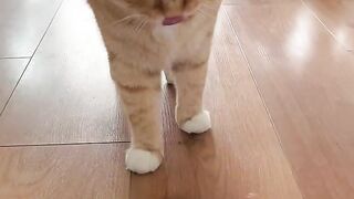 I haven’t played this game for a long time #This is my kitten, look at it #cat’s confusing behavior #cat’s cute moment