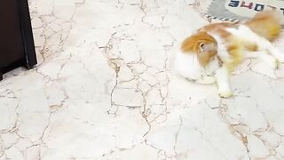 Funny ???? cat # Funny video # comedy#