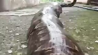 #viralvideo #python