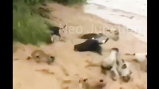 Flood????????মানুষের স্বপ্ন গুলো ভেসে যাচ্ছে!!