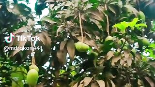musa & Habib Tiktok (4)