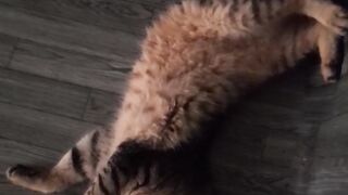 My lazy cat