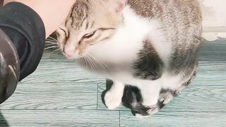 My cat pisho
