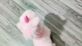 My cat pisho 2