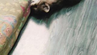 My commando cat