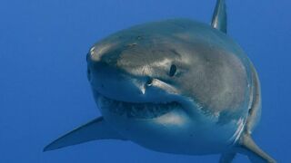 Shark in the se