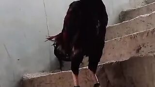 Fantastic chicken