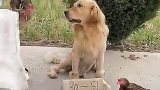 J'ai fait un imbécile, j'ai beaucoup apprécié, partie 2 | vidéo drôle de chien#shorts #M.pradahan