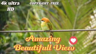Mesmerizing Beauty of Nature in 4K ULTRA HD | Copyright Free