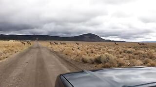 6x7_Bull_Elk_Trips_on_Fence_and_Dies(360p).