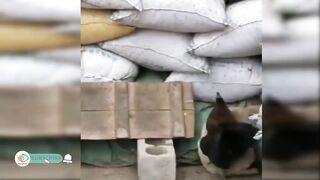 Funny Compilation of Rooster/Hen and Dog Fight