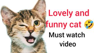 Broken cats funny ????