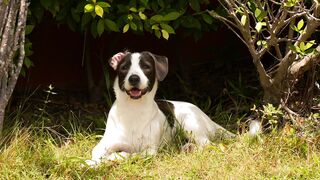 Funny dogs beauty 0093