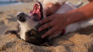 Funny dog 0094