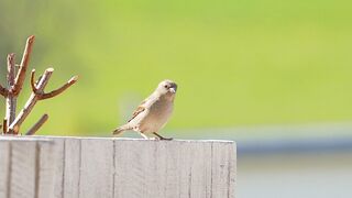 Funny bird beauty 0096