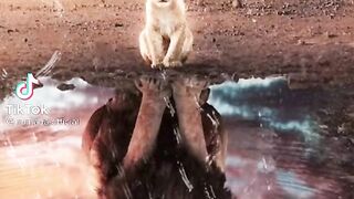 #animal#tiger#lion#dog#cat#