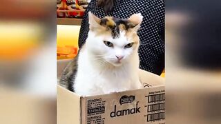 Funny animals - Funny cats dogs