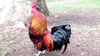 Rooster_Crowing_Compilation_Plus_-_Rooster_crowing_sounds