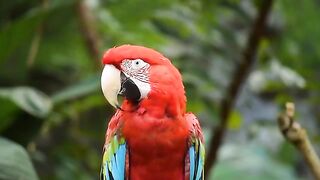 beautifull natural animals