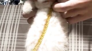 funny cat play by its owner