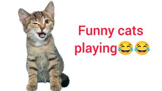 Funny Cat Reaction to Puppies [Kitty sees them for the First Time]