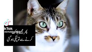 Funny cat