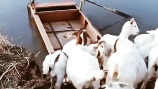 Goats Crossing the river