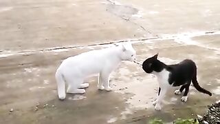 Funny cats