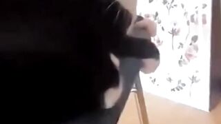 Very funny cat  #shorts #trending #viral