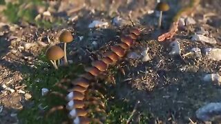 Rexy_and_the_Volcano_-_Funny_Dinosaur_Cartoon_for_Families