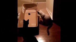 Best funny cats- shorts | beautiful cats