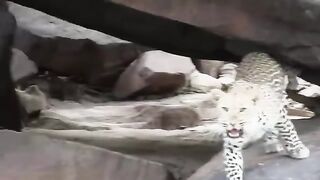 WILD ANIMAL COMPILATION