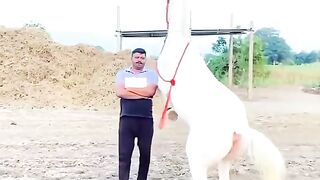 Kulawar