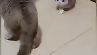 funny cats in 2023 | funny cats | beautiful cats