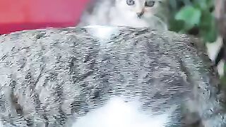 Cute and kittens