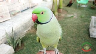 Parrot