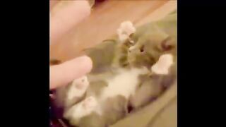 FUNNY_VIDEOS__Funny_Cats_-_Funny_Animals_ Funny beautiful cats in 2023