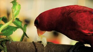 Beautiful parrots