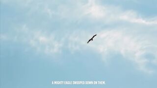 Rooster Shows The Eagle Who's The Boss