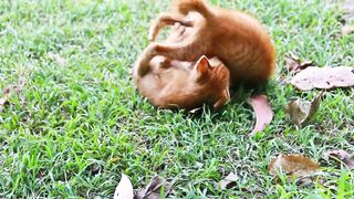 Cat faigting cat kids